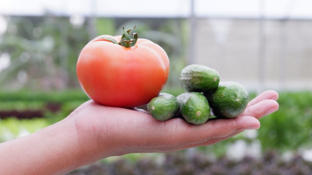 Agrowisata berkelanjutan?