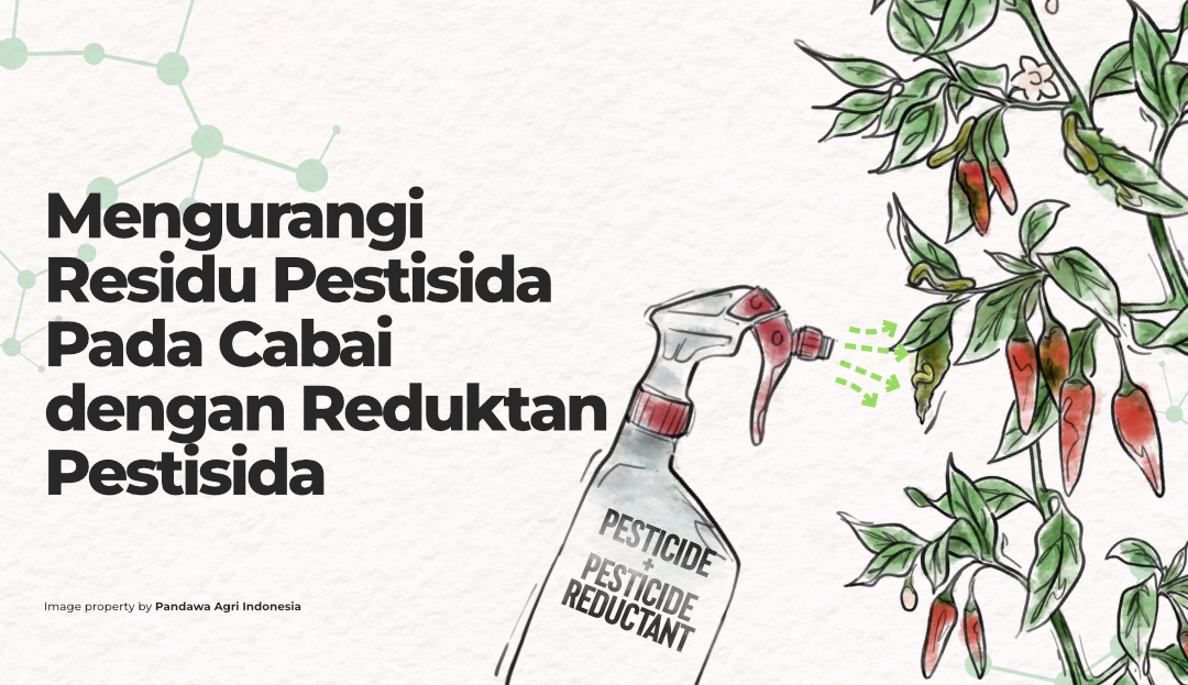 Kandungan Residu Pestisida Pada Cabai Tinggi? GAP dengan Teknologi Reduktan bisa Meminimalisir hal tersebut?