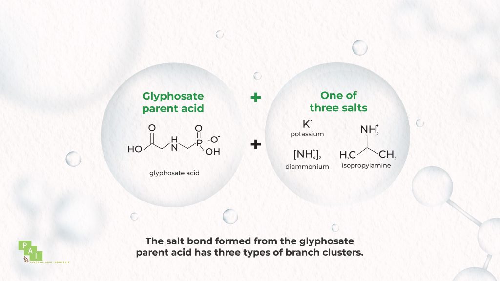 Figure 3. Illustration of Salt bonds formed from the parent acid of glyphosate with 3 types of branching clusters.